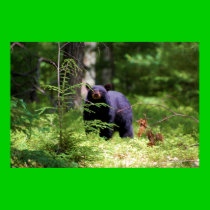 Black Bear 'Scenting" posters