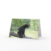 black bear sitting in tree greeting cards