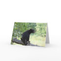 black bear sitting in tree cards
