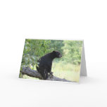black bear sitting in tree cards