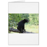 blackbears, black, bear, cubs, bears, postcards, posters, photos, pics, info, reasearch, cute, wild