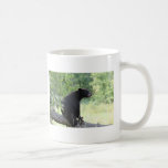 blackbears, black, bear, cubs, bears, postcards, posters, photos, pics, info, reasearch, cute, wild
