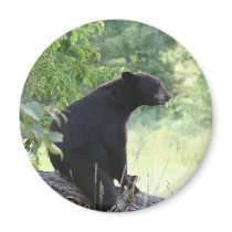 black bear sitting in tree refrigerator magnet