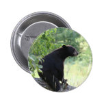 blackbears, black, bear, cubs, bears, postcards, posters, photos, pics, info, reasearch, cute, wild