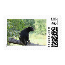 black bear sitting in tree postage