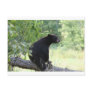 black bear sitting in tree postcard