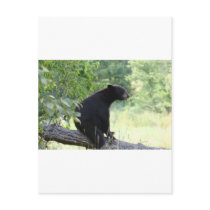 black bear sitting in tree postcards