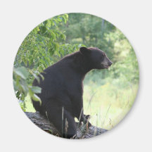 black bear sitting in tree refrigerator magnet
