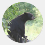 blackbears, black, bear, cubs, bears, postcards, posters, photos, pics, info, reasearch, cute, wild