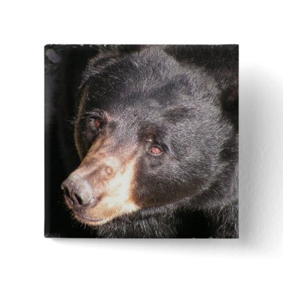 Black Bear Square Button by WildlifeAnimals