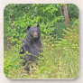 Black Bear Standing Up Beverage Coasters
