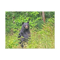 Black Bear Standing Up Gallery Wrapped Canvas