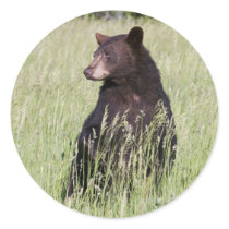 Black Bear Sticker