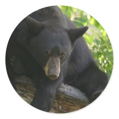 black bear round stickers