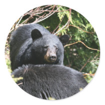 black bear stickers