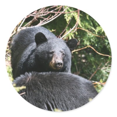 black bear sticker by michaelcyr1234