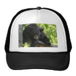 black, bears, cubs, bear, calendar, beaqr, calender, photos, pics