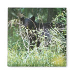 Black Bear Under Cover Magnets