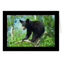 Black Bear Up A Tree Greeting Cards