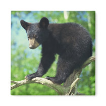 Black Bear Up A Tree Fridge Magnets