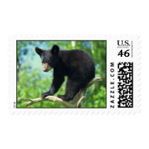 Black Bear Up A Tree Postage