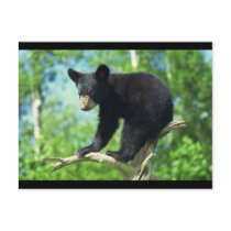 Black Bear Up A Tree Postcards
