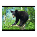 Black Bear Up A Tree Postcards