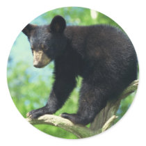 Black Bear Up A Tree Round Sticker