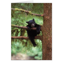 black bear, Ursus americanus, cub in a tree Cards