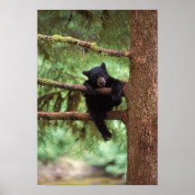 black bear, Ursus americanus, cub in a tree Posters