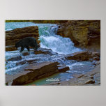 Black Bear & Waterfall Wildlife Scenic Art Posters