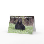 bears, black bears, grass, sitting-bears,