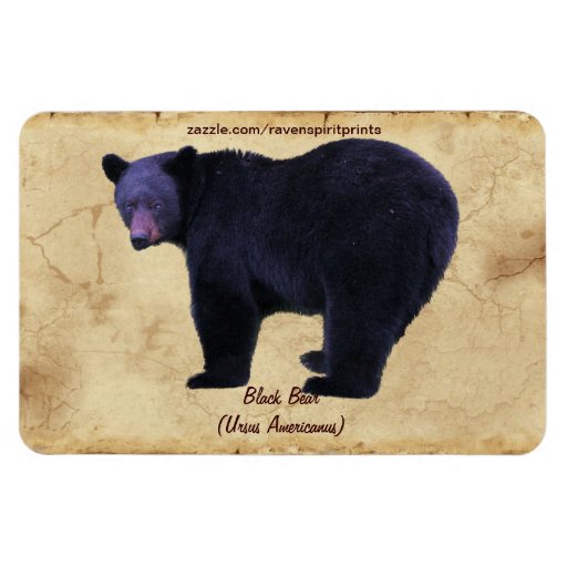 Black Bear Wildlife Conservation Flexi Magnet