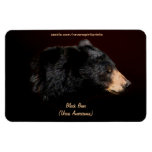 Black Bear Wildlife Portrait Flexi Magnet