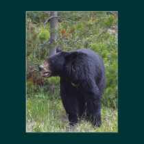 Black Bear Wildlife Postcard postcards