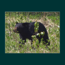 Black Bear Wildlife Postcard postcards