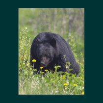 Black Bear Wildlife Postcard postcards