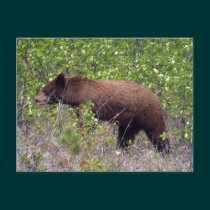 Black Bear Wildlife Wildlife Postcard postcards