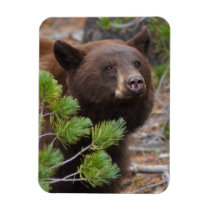 Black Bear with Blond Color Rectangular Magnets