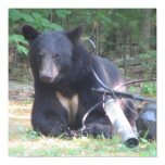 Black Bear with White Heart Tattoo Poster
