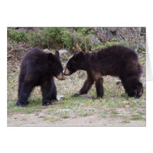 Black Bears Cubs Cards