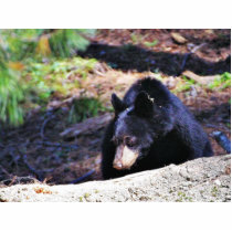 Black Bears Furry photo sculptures