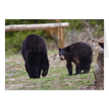 Black Bears Greeting Card