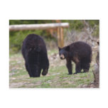 Black Bears Post Cards