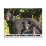 black bears post card