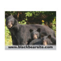black bears postcards by michaelcyr1234 black bears postcards