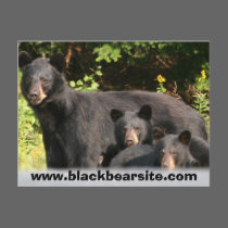 black bears postcards