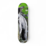 Black Bears Skateboard Decks