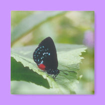 Black Beauty - Atala butterfly - magnet by Horseshoes3 Black Beauty - Atala butterfly - magnet