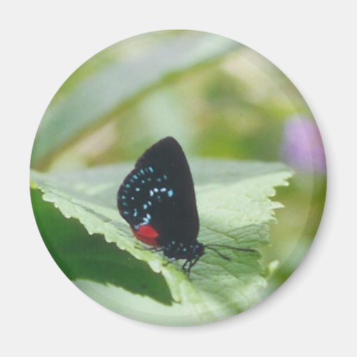 Black Beauty - Atala butterfly - magnet